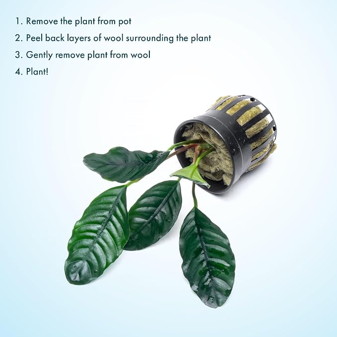 Anubias Live Aquarium Plants - Potted Freshwater Plant for Fish Tanks, Terrariums - Beginner Friendly Low Light (Barteri Coffeefolia, 1 Pot)