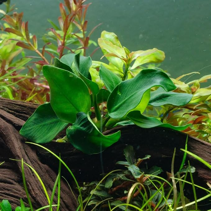 Anubias Live Aquarium Plants - Potted Freshwater Plant for Fish Tanks, Terrariums - Beginner Friendly Low Light (Nana Thick Leaf, 1 Pot)