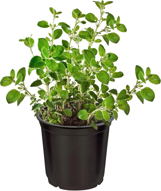 Live Aromatic and Edible Herbs - Assorted Varieties (4 Per Pack) - Lemon Verbena, Eucalyptus, Mint, Lavender - 6" Tall by 3" Wide in 1 Pint Pot