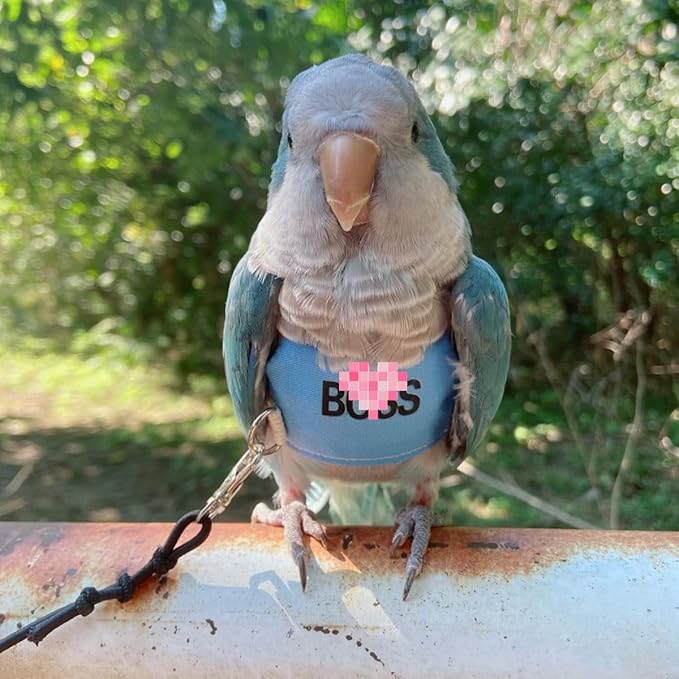 Bird Flight Harness Vest, Parrot Flight Suit with Leash, Bird Flying Clothes with Rope and Handle for Outdoor Activities (2XL)