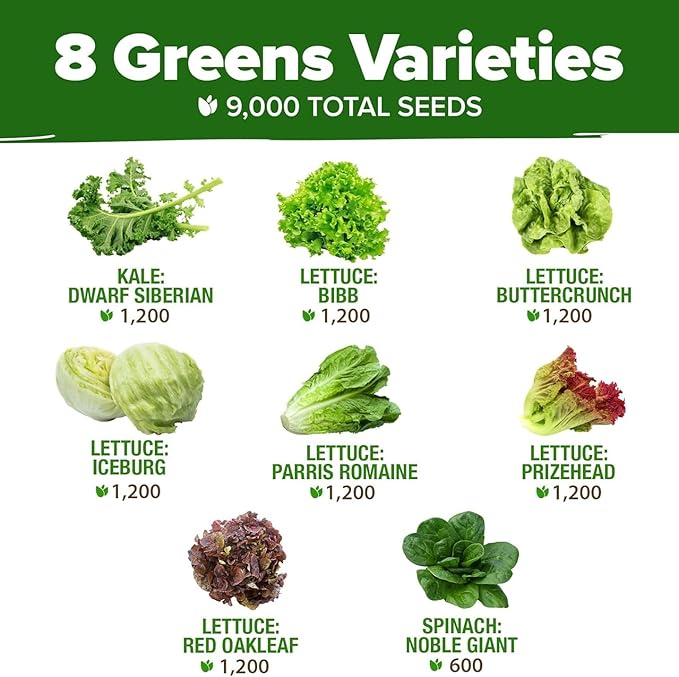 HOME GROWN Lettuce Seeds 8 Variety Mix 9000+ Bulk Pack Heirloom Non-GMO, High Germination, Romaine, Bibb, Buttercrunch, Leafy Greens,Indoor Outdoor Hydroponic Garden, Cut & Come Again (Lactuca sativa)