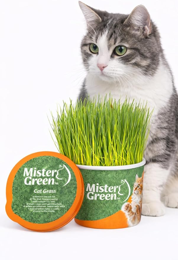 Cat Grass Grow Kit for Indoor Cats – Organic Cat Grass – Easy Grow Fresh Pet Grass – Supports Digestion & Natural Hairball Control – Non-Toxic – Pack (1)