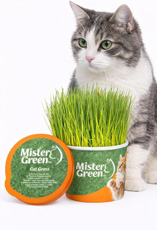 Cat Grass Grow Kit for Indoor Cats – Organic Cat Grass – Easy Grow Fresh Pet Grass – Supports Digestion & Natural Hairball Control – Non-Toxic – Pack (1)