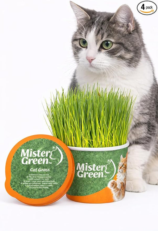 Cat Grass Grow Kit for Indoor Cats – Organic Cat Grass – Easy Grow Fresh Pet Grass – Supports Digestion & Natural Hairball Control – Non-Toxic – Pack (4)