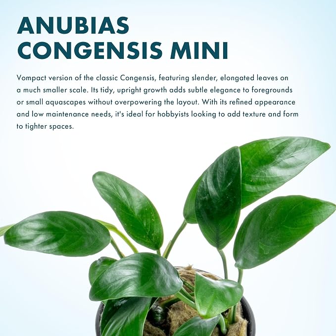 Anubias Live Aquarium Plants - Potted Freshwater Plant for Fish Tanks, Terrariums - Beginner Friendly Low Light (Congensis Mini, 5 Pots)