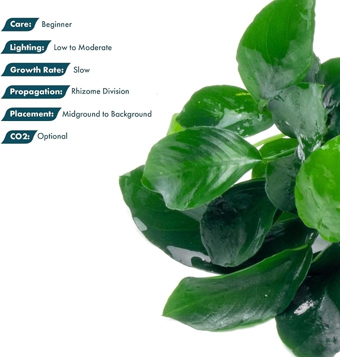 Anubias Live Aquarium Plants - Potted Freshwater Plant for Fish Tanks, Terrariums - Beginner Friendly Low Light (Barteri Broad Leaf, 5 Pots)