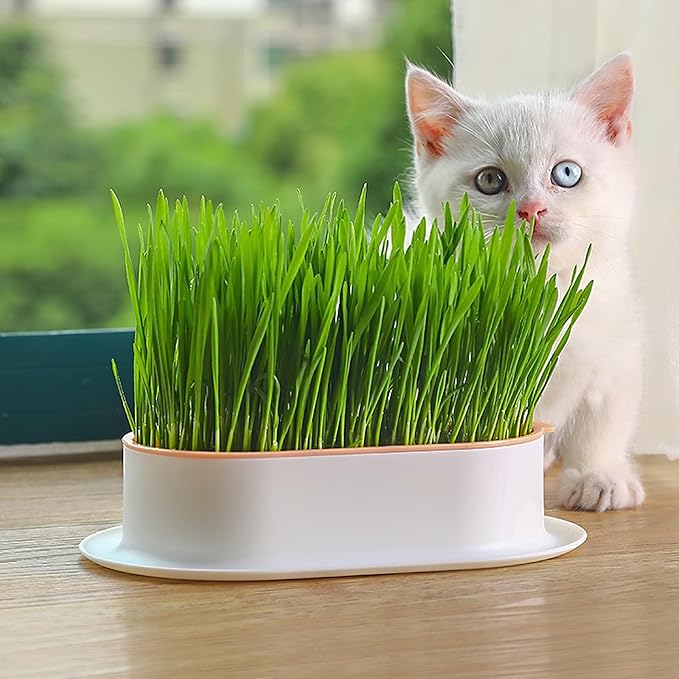 SUPVOX 3pcs Hydroponic Cat Grass Planter Kit, Soilless Wheatgrass Growing Trays for Indoor Cats, Practical Nursery Planters with No Seeds Included