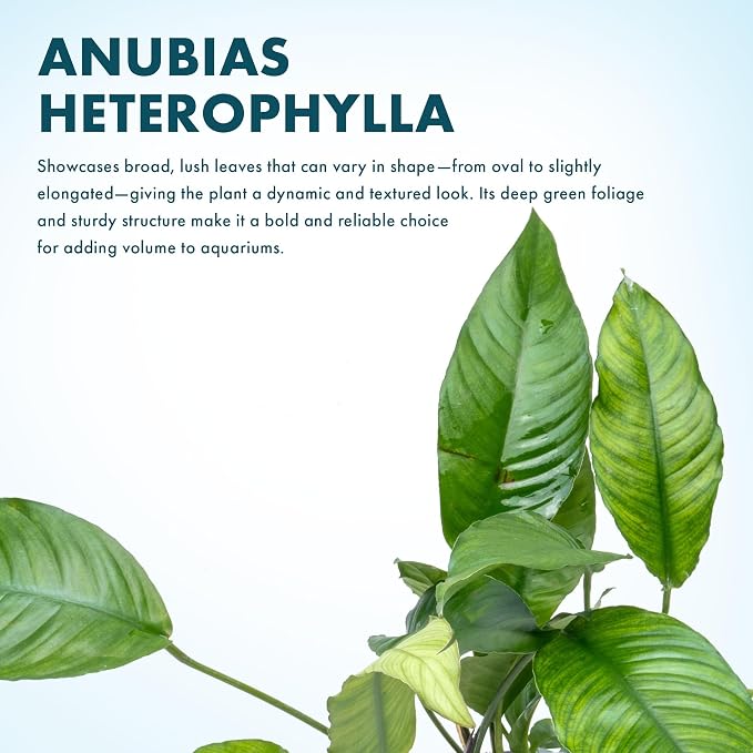 Anubias Live Aquarium Plants - Potted Freshwater Plant for Fish Tanks, Terrariums - Beginner Friendly Low Light (Heterophylla, 1 Pot)