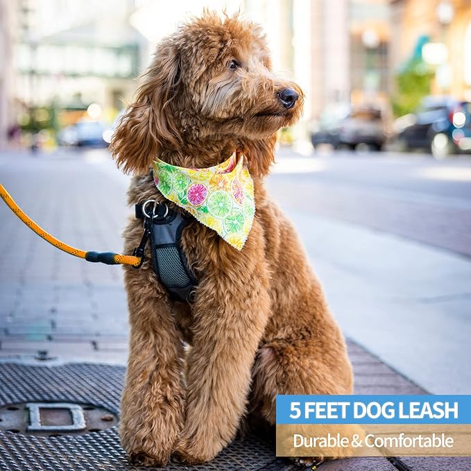 BAAPET 2/4/5/6 FT Dog Leash with Comfortable Padded Handle and Highly Reflective Threads for Small Medium and Large Dogs (6FT-1/2'', Orange)