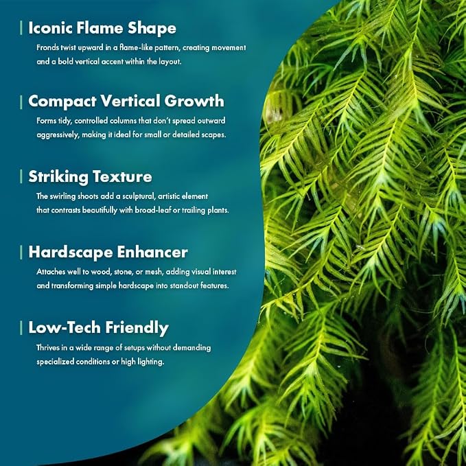 Live Aquarium Plants on Driftwood, Lava Rock, Moss, Fiber Mat - Freshwater Fish Tanks - Easy, Beginner Friendly (Fissidens Fontanus, (One Golfball))