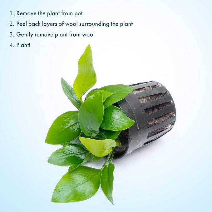 Anubias Live Aquarium Plants - Potted Freshwater Plant for Fish Tanks, Terrariums - Beginner Friendly Low Light (Nana Golden, 5 Pots)