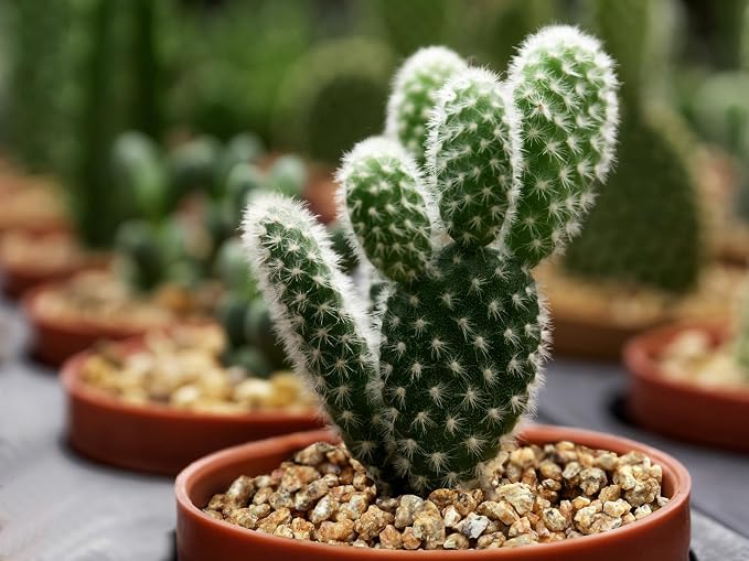 Boniosz 5lb Succulent and Cactus Maifanitum Stones, Décor & Additive Rocks,DIY Rocks Gravel for Bonsai, Fairy Gardening, Vases Fillers, Terrarium