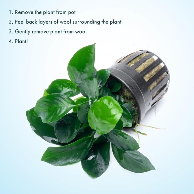 Anubias Live Aquarium Plants - Potted Freshwater Plant for Fish Tanks, Terrariums - Beginner Friendly Low Light (Barteri Broad Leaf, 5 Pots)