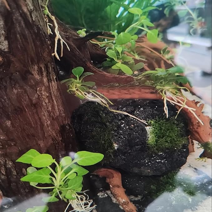 Tfwadmx 10 Pcs Aquarium Black Lava Rock Fish Tank Volcanic Pumice Stones for Betta Fish Shrimp (1.96''-3.14'')