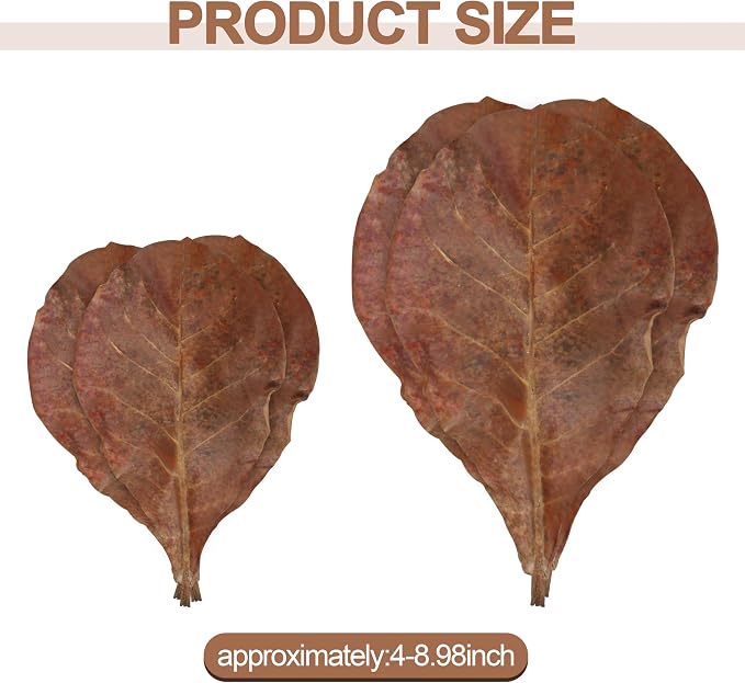 Large Catappa for Fish, Indian Almond Leaves, 5-8 Inch, 250g,100 Pcs | Balance aquarium water.Ideal water conditioner for betta fish and shrimp.Decorative landscaping in fish tanks