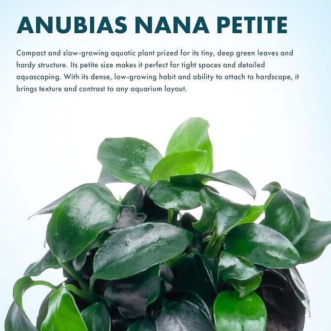 Anubias Live Aquarium Plants - Potted Freshwater Plant for Fish Tanks, Terrariums - Beginner Friendly Low Light (Nana Petite, 5 Pots)