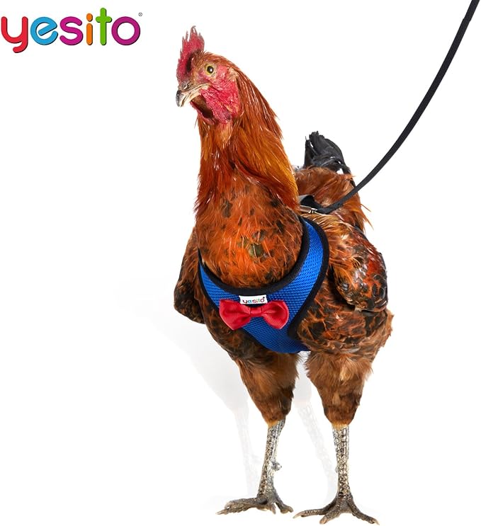 1-Pack Washable Poultry Diaper Harness | Leak-Resistant Chicken Duck Diaper with Poop Bag & Reflective Strips | Lab-Tested 12-Hour Dryness | Adjustable Vest Design (Small, Blue)