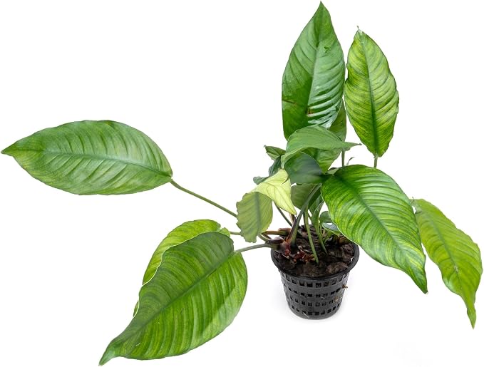 Anubias Live Aquarium Plants - Potted Freshwater Plant for Fish Tanks, Terrariums - Beginner Friendly Low Light (Heterophylla, Mother Plant)