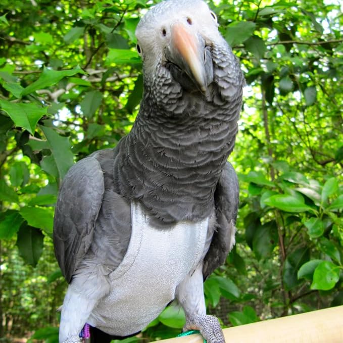 Avian Fashions FeatherWear FlightSuit Jumbo(13) Bird Diaper in Grey