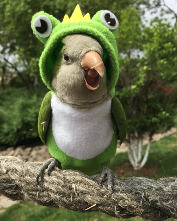 Bird Costume Diaper Flight Suit Frog Shape Hoodie Clothes Cosplay Photo Prop for Parrots Parakeet Cockatiel Sun Conure, Small Animals Apparel (Pink with Diaper, Medium), Green (BPF1)