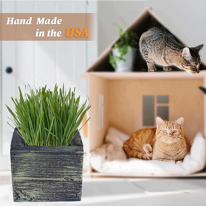 Cat Grass for Indoor Cats - Best Value Organic Cat Grass Starter kit, USA Made Cedar Planter, Organic Wheatgrass Seed and Soil in a Gift Box (Mossy Green)