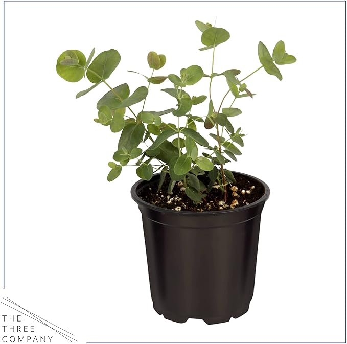 Live Aromatic and Edible Herbs - Assorted Varieties (4 Per Pack) - Lemon Verbena, Eucalyptus, Mint, Lavender - 6" Tall by 3" Wide in 1 Pint Pot