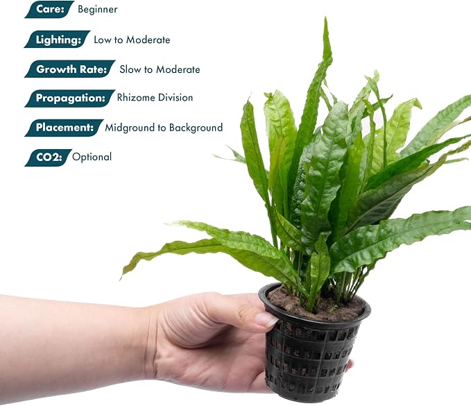 Java Fern Live Aquarium Plants - Potted Freshwater Plant for Fish Tanks - Beginner Friendly, Low Light (Java Fern, 3 Pots)