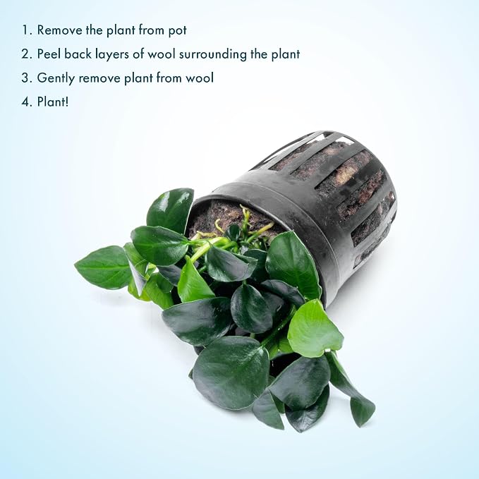 Anubias Live Aquarium Plants - Potted Freshwater Plant for Fish Tanks, Terrariums - Beginner Friendly Low Light (Barteri Petite Round, 1 Pot)