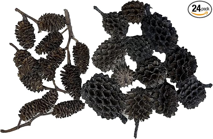 Awesome Aquatic Alder Casuarina Cones, 24 Count, 12 Each, Blackwater | Natural tannins Botanicals Softwater Leaf litter Shrimp habitat Biofilm surface Water enrichment Natural décor
