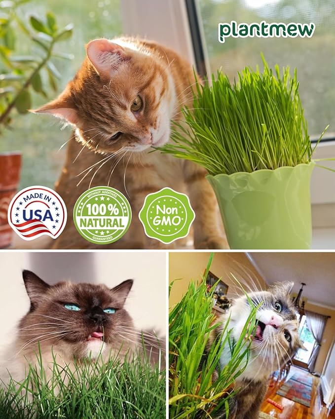 Cat Grass for Indoor Cats – 3 Pack Cat Grass Seeds, Non-GMO, High Germination | Grows in 3-7 Days, USA Harvested | Cat Grass Growing Kit for Hairball Care – Wheat Grass for Healthy Cats