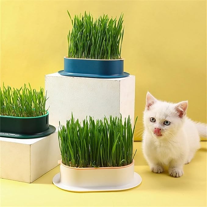 Cat Grass Planter, cat Grass kit, cat Grass Growing kit, Easy to Plant, Nursery Plants, Suitable for Indoor (C)