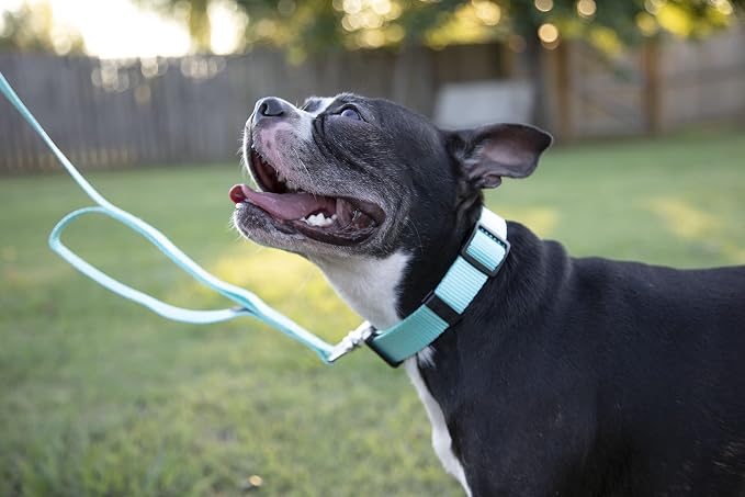 Country Brook Petz - Everyday Nylon Dog Collar and Leash - 10+ Cool Colors (1 Inch, Large, Light Cyan)