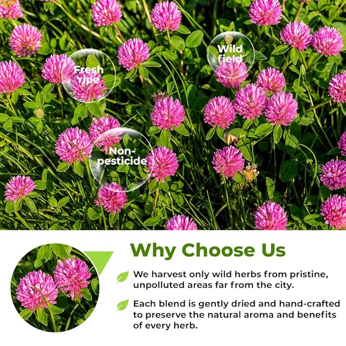 40 Bags Red Clover Herb Tea (Trifolium Pratense) – 40 Count 1.5g Herbal Bags Trébol Rojo