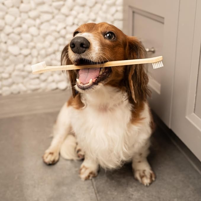 Bamboo Dog Toothbrush (4-Pack) | Double-Sided, Soft Bristle, Toothbrush for Small and Large Dogs | Pets Dental Care