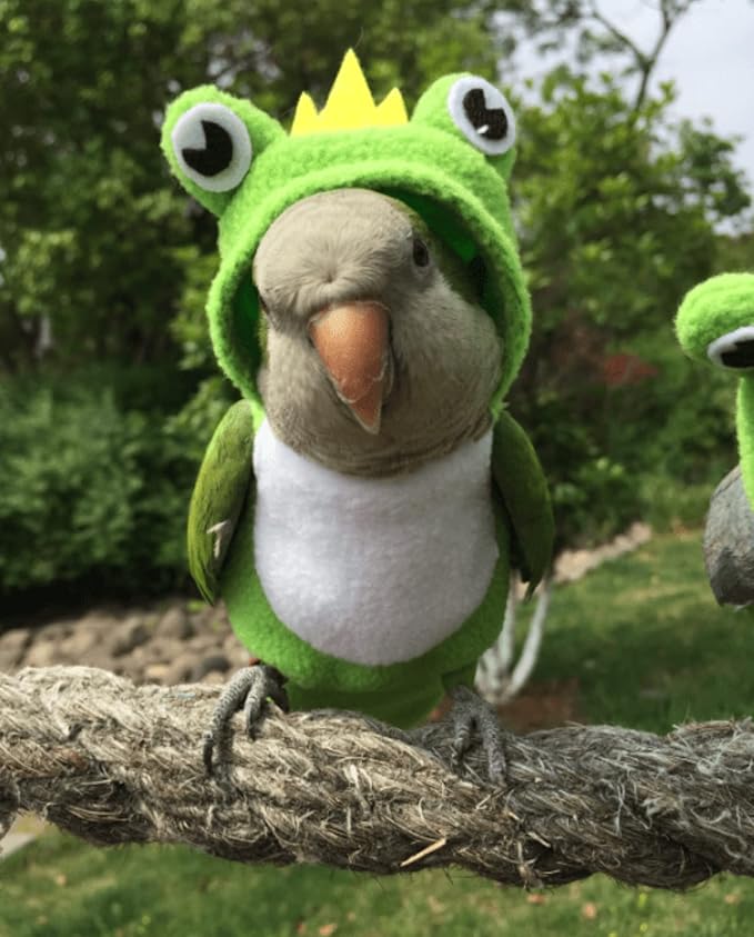 Bird Costume Diaper Flight Suit Frog Shape Hoodie Clothes Cosplay Photo Prop for Parrots Parakeet Cockatiel Sun Conure, Small Animals Apparel (Pink with Diaper, Large), Green (BPF1)