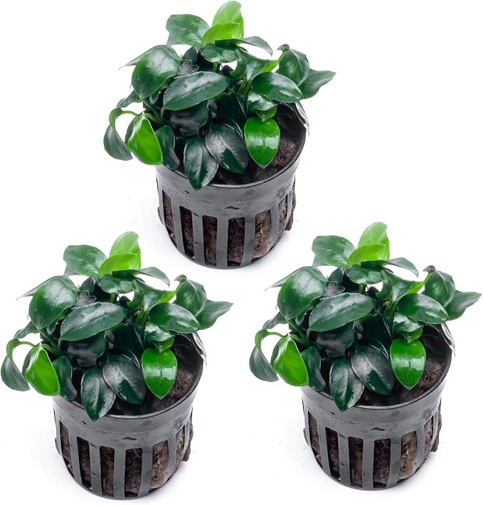 Anubias Live Aquarium Plants - Potted Freshwater Plant for Fish Tanks, Terrariums - Beginner Friendly Low Light (Nana Petite, 3 Pots)