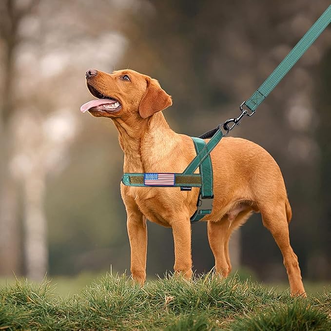 Annchwool No Pull Dog Harness with Soft Padded Handle-Reflective Strip Escape Proof and Quick Fit to Adjust Dog Harness-Easy for Training Walking for Small & Medium and Large Dogs(Green,XS,1 In Width)
