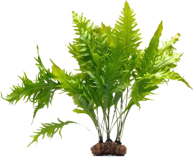 Live Aquarium Plants on Driftwood, Lava Rock, Moss, Fiber Mat - Freshwater Fish Tanks - Easy, Beginner Friendly (Java Fern, Fiber Mat (Large))