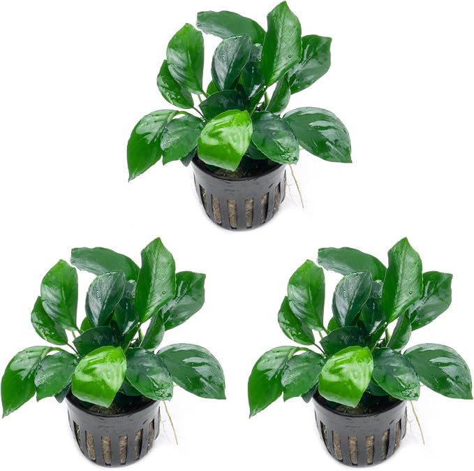 Anubias Live Aquarium Plants - Potted Freshwater Plant for Fish Tanks, Terrariums - Beginner Friendly Low Light (Barteri Broad Leaf, 3 Pots)