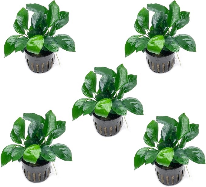 Anubias Live Aquarium Plants - Potted Freshwater Plant for Fish Tanks, Terrariums - Beginner Friendly Low Light (Barteri Broad Leaf, 5 Pots)