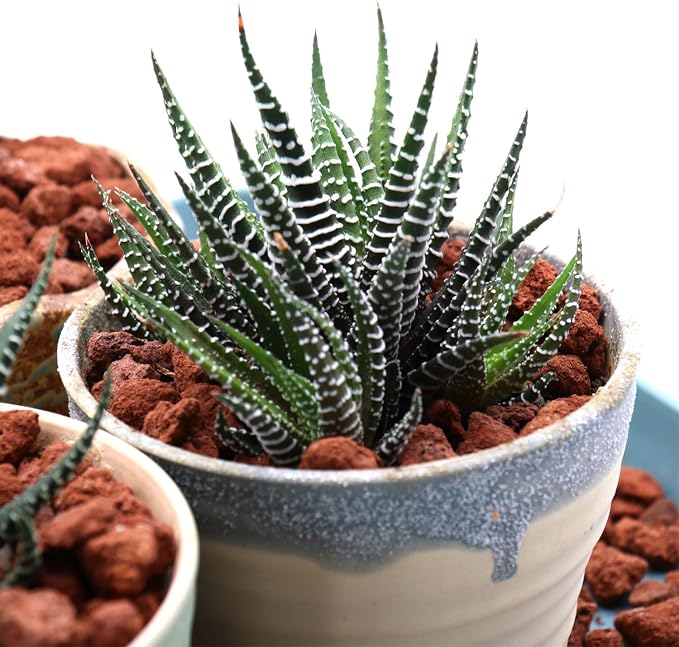 Red Lava Horticultural Lava Rocks for Plants, 1/5 Inch, 10 lbs