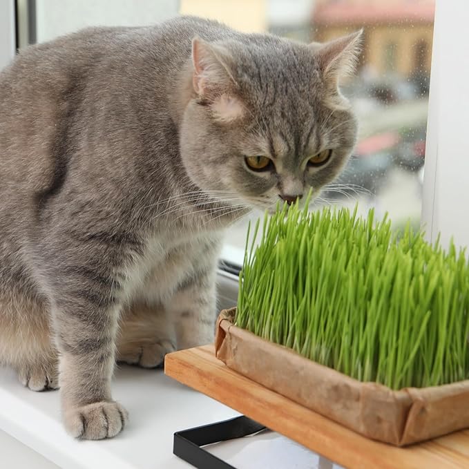 18oz Cat Grass Seeds Bulk - Over 14000+ Premium Cat Grass for Indoor Cats & Pets, High Germination Rate & Easy to Grow, Non-GMO Wheat Grass Seed for Planting(510g)
