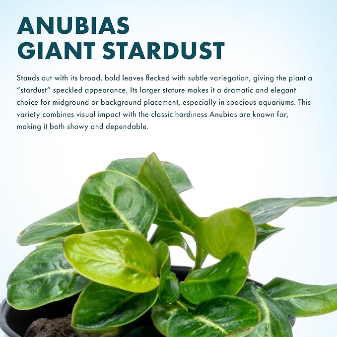 Anubias Live Aquarium Plants - Potted Freshwater Plant for Fish Tanks, Terrariums - Beginner Friendly Low Light (Giant Stardust, 1 Pot)