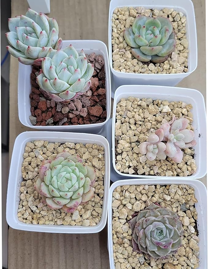 45lb Maifanitum Stones for Succulent Cactus Bonsai Decorative Rocks-Indoor Plants Soil Covers,Horticultural Gravel, Potting Pebbles for Terrarium, Fairy Gardening, Top Dressing