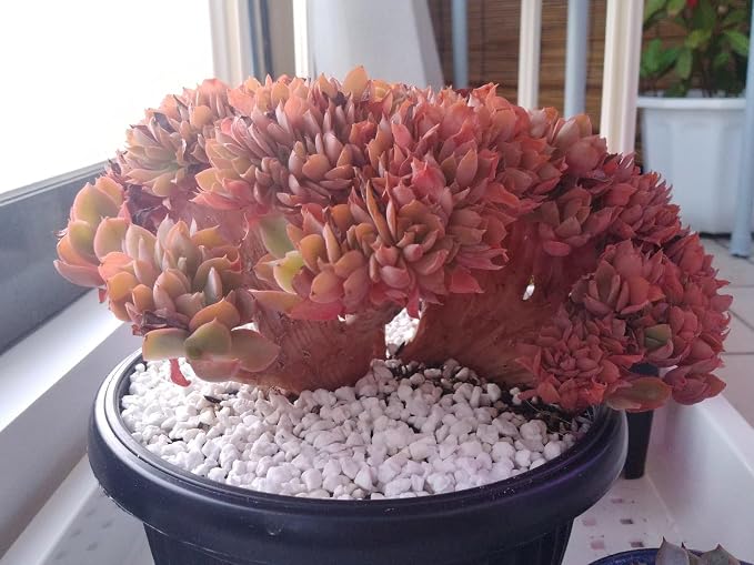 Boniosz 2.4lb Succulent and Cactus Bonsai DIY Rocks, White Gravel for Terrarium, Fairy Gardening, Top Dressing, Mini White Rocks