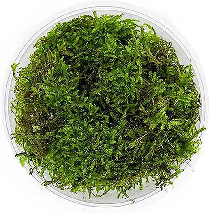 Christmas Moss Live Aquarium Plant - Freshwater Fish Tank Decorations for Natural Aquatic Décor (Large Cup)