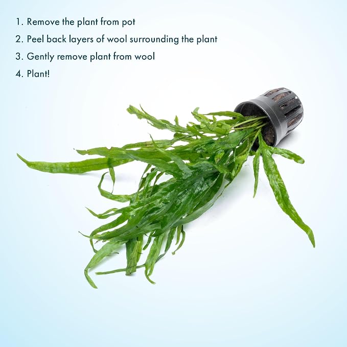 Java Fern Live Aquarium Plants - Potted Freshwater Plant for Fish Tanks - Beginner Friendly, Low Light (Trident, 3 Pots)