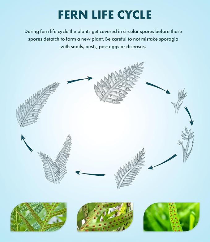 Java Fern Live Aquarium Plants - Potted Freshwater Plant for Fish Tanks - Beginner Friendly, Low Light (Windelov, 3 Pots)