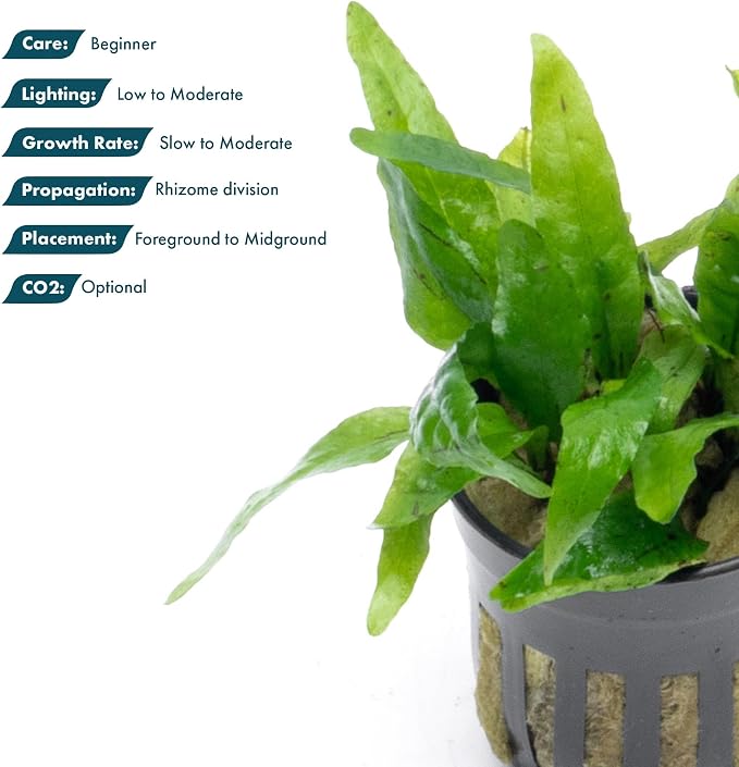Java Fern Live Aquarium Plants - Potted Freshwater Plant for Fish Tanks - Beginner Friendly, Low Light (Narrow Mini, 5 Pots)