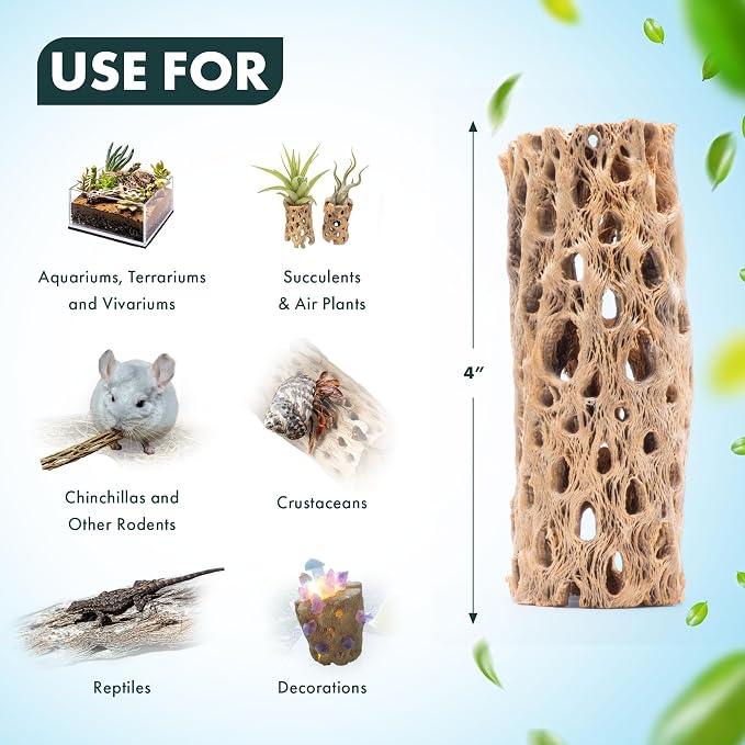 Natural Cholla Wood - Driftwood for Aquariums, Air Plant Base, Hermit Crab and Freshwater Shrimp Hideout, Fish Tank Decoration, Chinchilla Chews, Reptile Habitat Wood - 4 Inch, 1pc